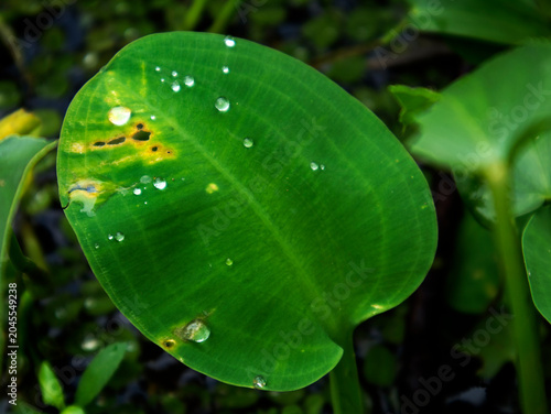 Foto Limnocharis flava, an aquatic plant that often grows wild in shallow waters, swamps, or rice fields and is often considered a weed or nuisance plant by farmers