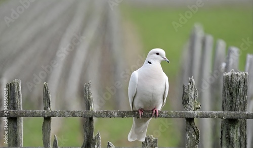 White pigeon bird on outdoor fence