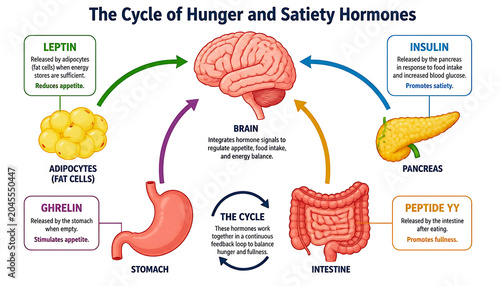 Cycle of hunger and satiety hormones biological infographic