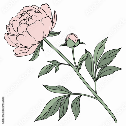 vector illustration of a rose