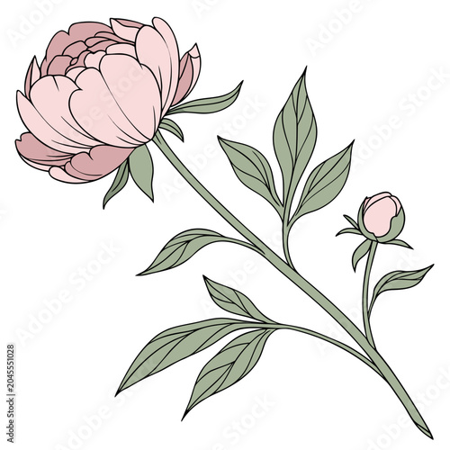 vector illustration of a rose