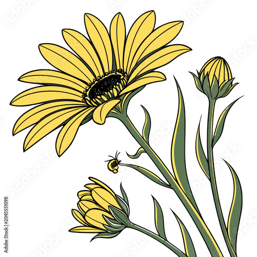 yellow daisy isolated on white