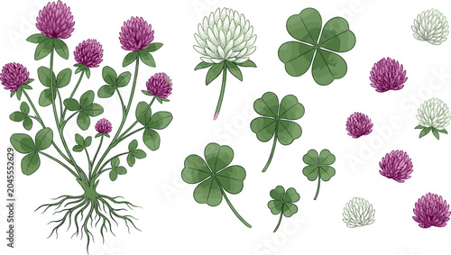 Cuadro en lienzo Red and White Clover Botanical Vector Set with Flowers Roots Four Leaf Clovers a