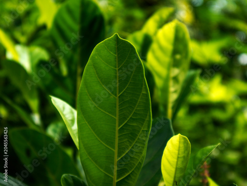 Jackfruit leaf texture with distinctive leaves