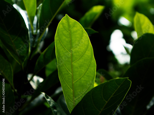 Jackfruit leaf texture with distinctive leaves