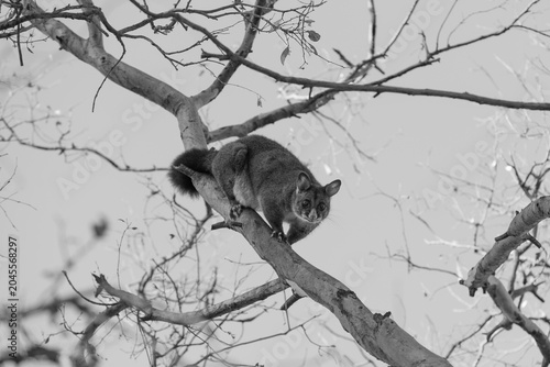 A Common Brushtail Possum (trichosorus vulpecula) in a tree. Square Composition. Black and White.