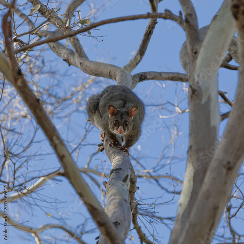 A Common Brushtail Possum (trichosorus vulpecula) in a tree. Square Composition.