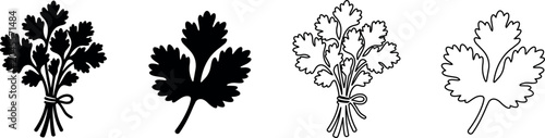 Fotografía Simple vector illustrations of cilantro herb bunch and single leaf