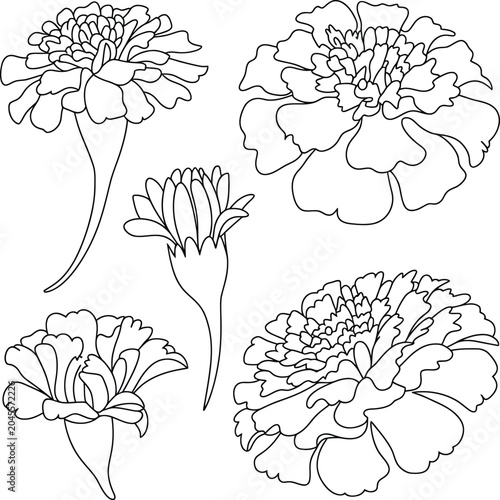 hand drawn flowers