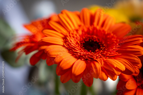 Shot of a bright orange marigold flower as a ornamental decoration in a bar