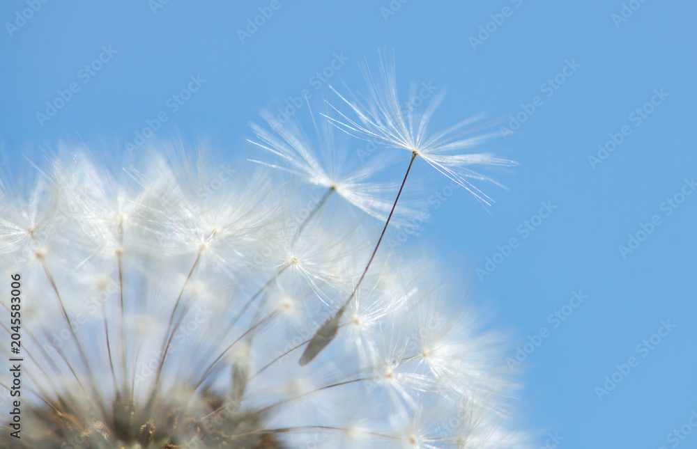 Fototapeta premium Dandelion macro shows fluffy blowball detail. Dandelion seed drifts in windblown air. Summer dandelion floats in natural background. Shallow depth keeps dandelion softly blurred.