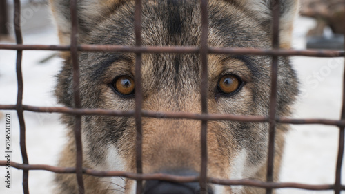Принти на полотні Intense gaze of wolf behind metal cage bars reflecting captivity and limitation