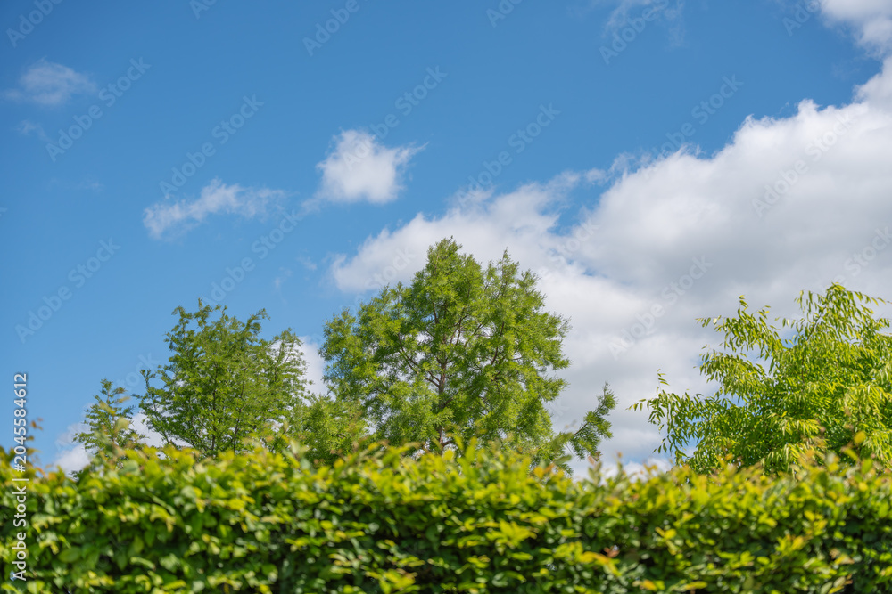 Fototapeta premium A leafy hedge frames fresh green trees below a vivid blue sky. Puffy white clouds, lawn grass, and mixed deciduous foliage create a bright summer park view.
