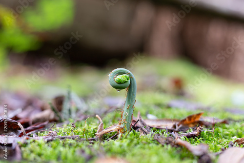 Single fern frond rising up from a fallen decaying tree trunk in wilderness forest in southern Tasmania