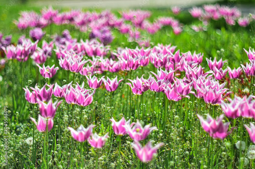 Obraz premium Pink tulips on a blurred picturesque background.
