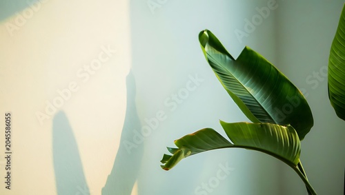 Fresh Green Tropical Leaf with Soft Natural Light and Minimalist Background