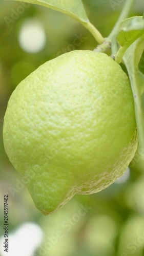 Vertical video: Rotating pale-green lemon in garden, sunlight shifting, stem nudging, showing rind