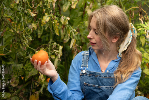Foto Organic tomato growing and natural harvest in rural vegetable garden