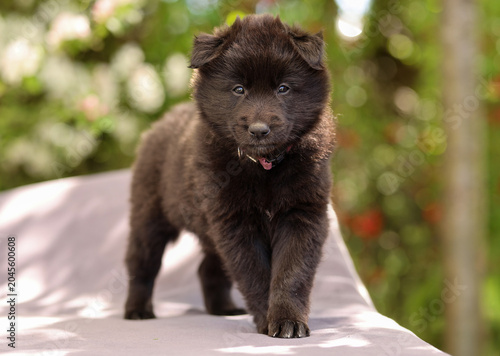 Fotografi Purebread Groenendael Belgian Shepherd dog puppy is posing for the camera in the garden