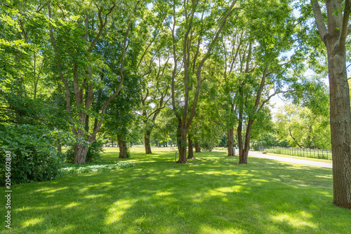 Tall deciduous trees cast soft shade across a green lawn in a calm park grove. Grass, maple and poplar foliage create a fresh summer woodland mood.