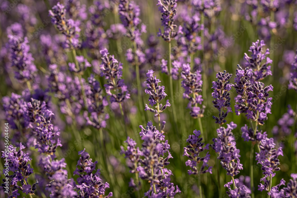 Obraz premium Champ de fleurs de lavande au vent avec tiges en mouvement et gros plans détaillant les épis floraux.