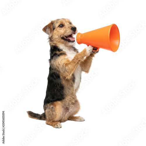 Funny dog holding an orange megaphone isolated on transparent background