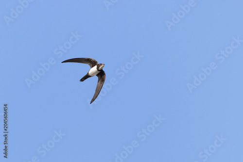 Quadro su tela Alpine swift Tachymarptis melba in flight on Rhodos, Greece