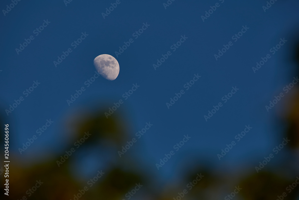 Obraz premium Waxing gibbous Moon with tree silhouettes on a daylight blue sky.