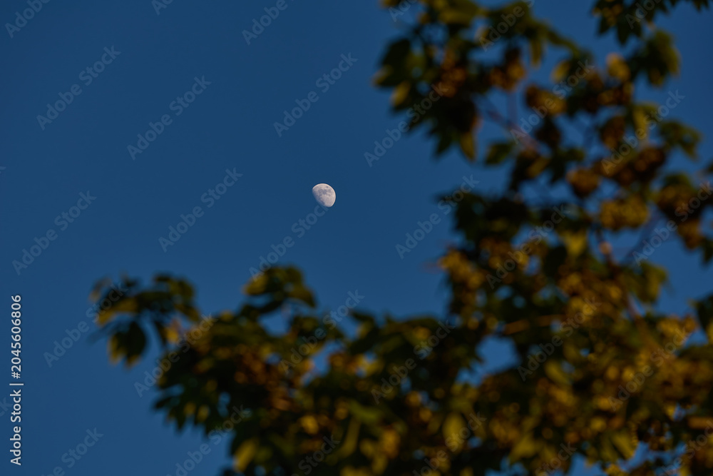 Obraz premium Waxing gibbous Moon with tree silhouettes on a daylight blue sky.