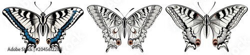 Fotografia A trio of regal butterflies, showcasing intricate wing patterns with blue and or