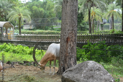 Scimitar-horned oryx eating grass near a big tree. Wildlife concept.