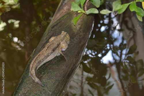 Mudskipper stays on old wood in the water. Wildlife concept.