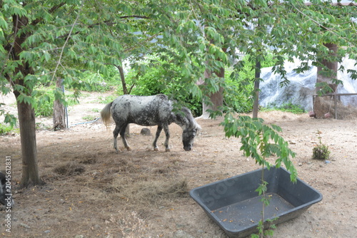 A white and black spotted horse standing in nature. Wildlife concept.