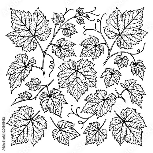 Collection of Detailed Grape Leaves and Vine Tendrils Botanical Vector Set
