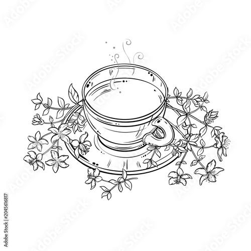 Cup of Tutsan Tea aroma beverage Outline Illustration. Vector isolated for Design and Decoration for Cafeteria, Posters, Banners, Cards.