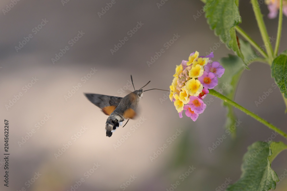 Fototapeta premium Hummingbird-hawkmoth Macroglossum stellatarum feeding a flower in a garden on Rhodos, Greece