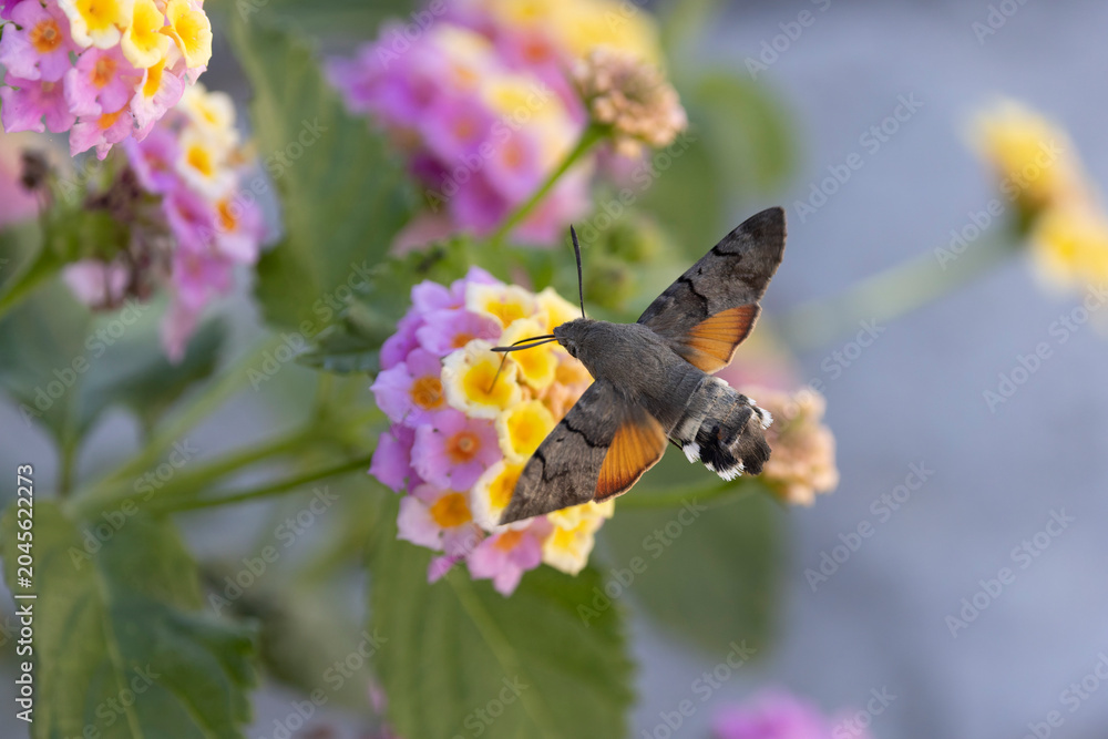 Fototapeta premium Hummingbird-hawkmoth Macroglossum stellatarum feeding a flower in a garden on Rhodos, Greece