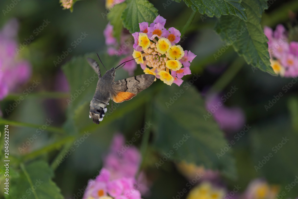 Fototapeta premium Hummingbird-hawkmoth Macroglossum stellatarum feeding a flower in a garden on Rhodos, Greece