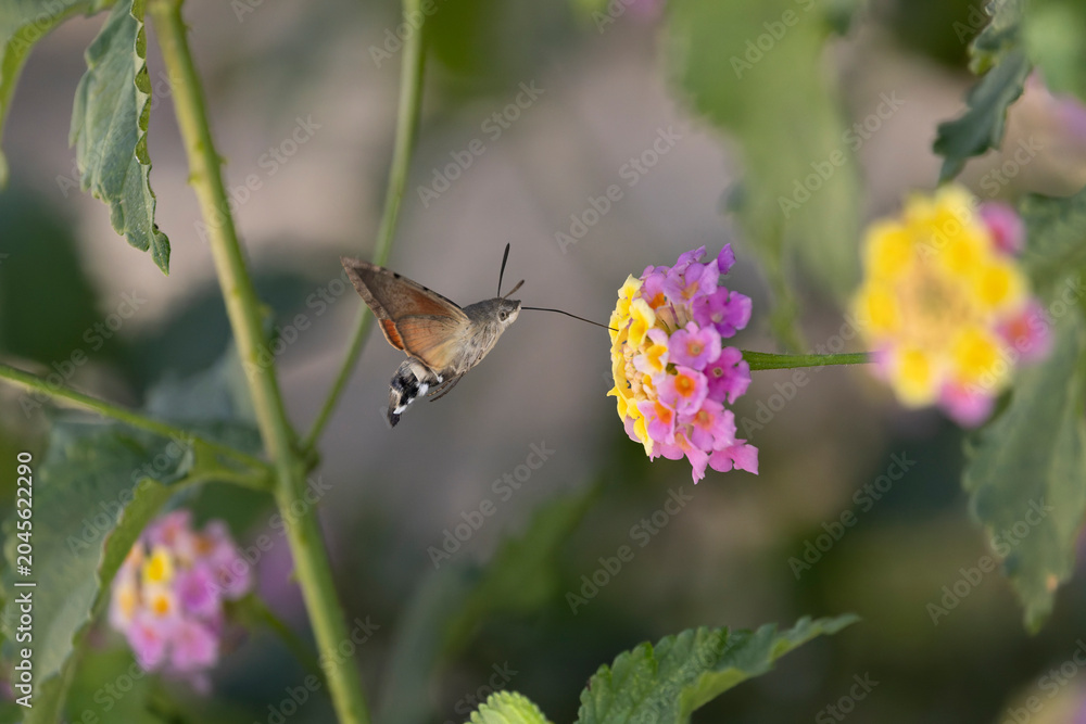 Fototapeta premium Hummingbird-hawkmoth Macroglossum stellatarum feeding a flower in a garden on Rhodos, Greece