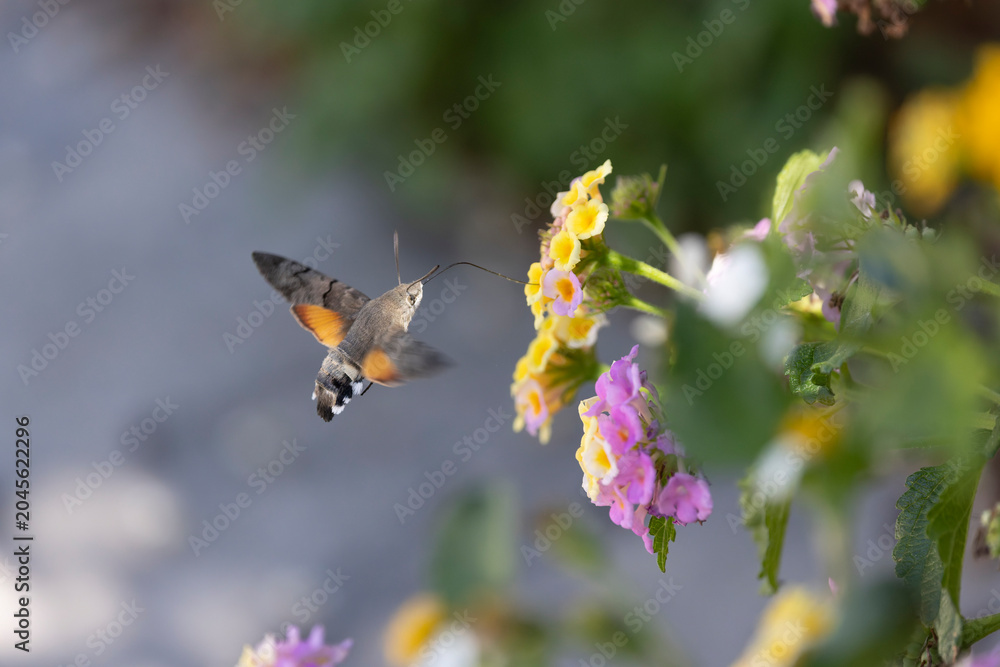 Fototapeta premium Hummingbird-hawkmoth Macroglossum stellatarum feeding a flower in a garden on Rhodos, Greece