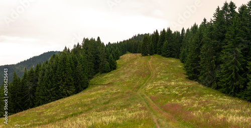 Idyllic mountain meadow with narrow green pathway surrounded by dense evergreen forests and rolling hills