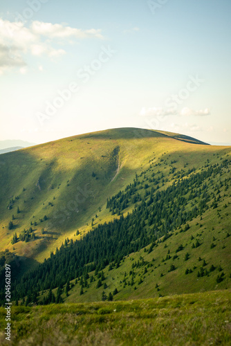 Sunny grassy hillside with scattered evergreen trees and soft sunlight casting shadows over rounded mountain ridge