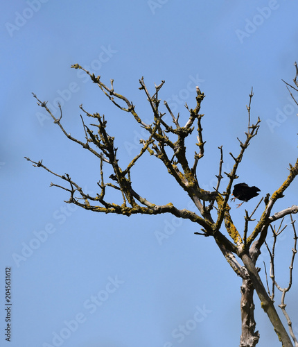 A photo of a male common blackbird bird, Turdus merula, cought mid-air jumping off a tree branch. Photo taken on a sunny day near Goeree Overflakkee in Netherlands. 
