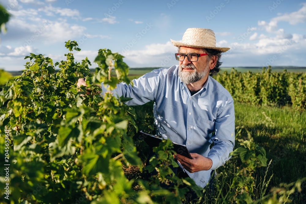 Fototapeta premium Senior man with glasses and straw hat inspects grapevines in vineyard while holding tablet, lush green landscape and blue sky visible in the background