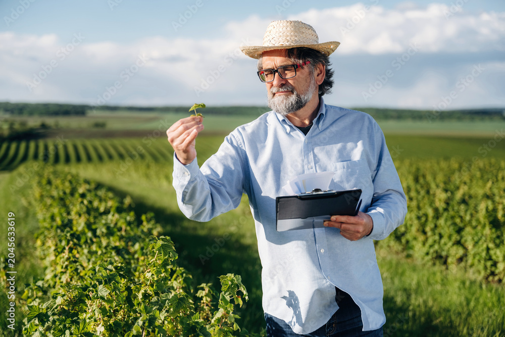 Fototapeta premium Mature man in straw hat examines grapevine leaf while holding clipboard in vineyard with rows of grape plants and distant hills under a clear blue sky