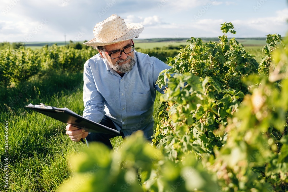 Fototapeta premium Senior male farmer wearing straw hat inspects grapevines while holding clipboard in lush vineyard under bright sky with scattered clouds in the background