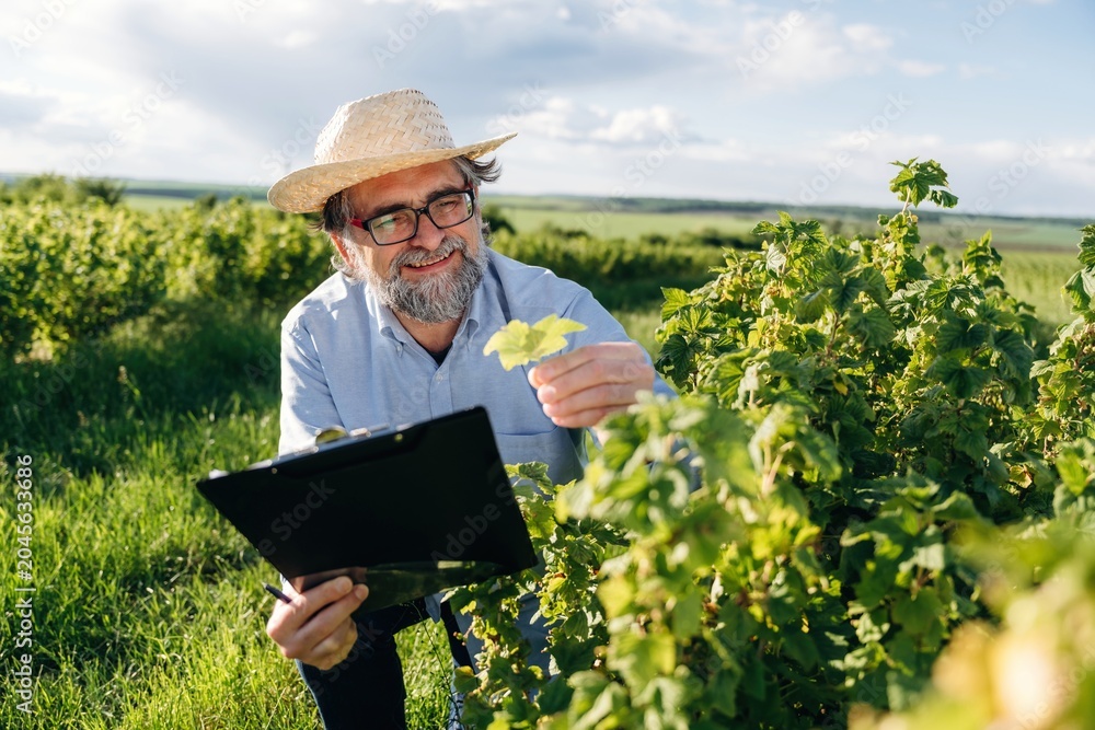 Fototapeta premium Senior male viticulturist wearing straw hat examines grape leaves while holding clipboard in vineyard with lush green vines and blue sky in the background