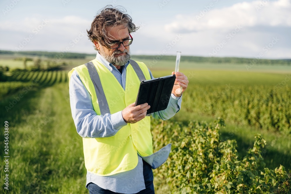 Fototapeta premium Middle-aged man in yellow safety vest examines tablet while holding test tube in vineyard, lush green fields and blue sky visible in the background