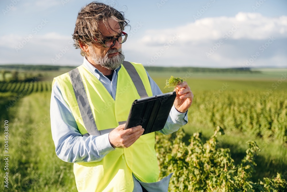 Fototapeta premium Mature male agricultural worker in reflective vest examines vine leaves while using a tablet in a lush vineyard landscape under a clear blue sky
