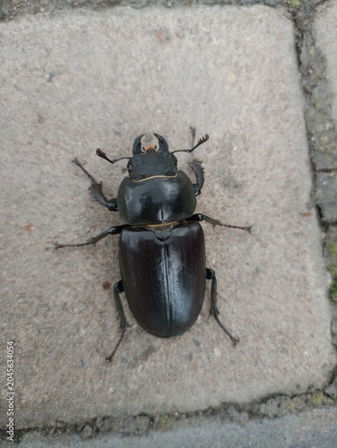 stag beetle on the ground